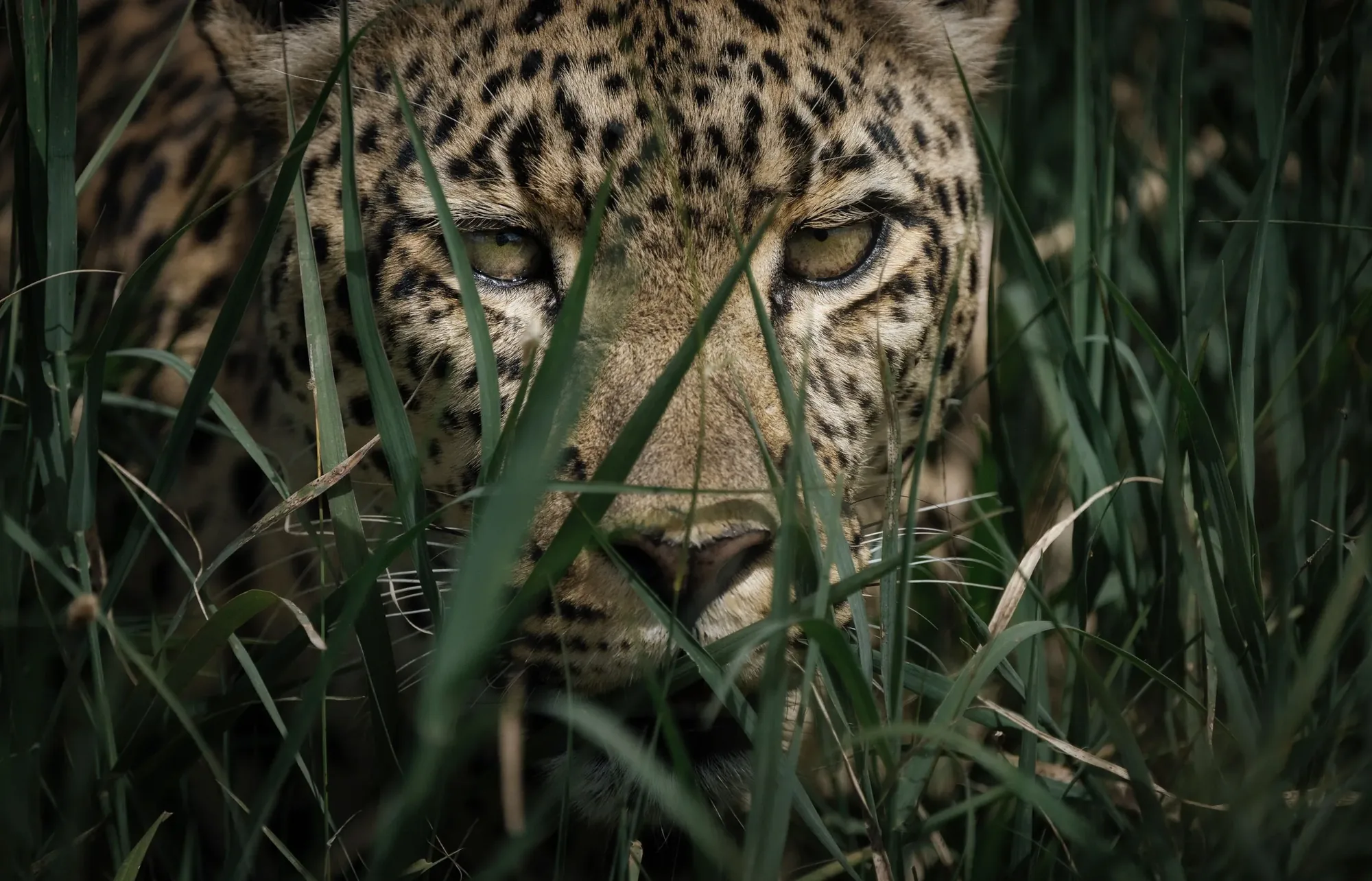 Safari de la Gran Migración en el Maasai Mara