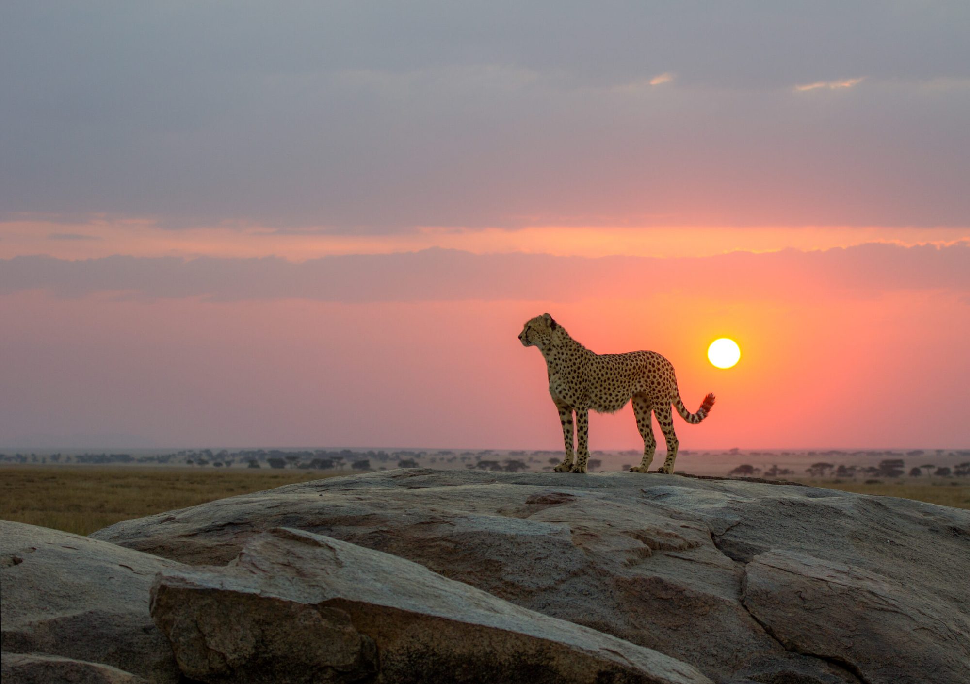 Safari de Lujo de 6 Días en Tanzania, Vuelo de Regreso desde el Serengeti