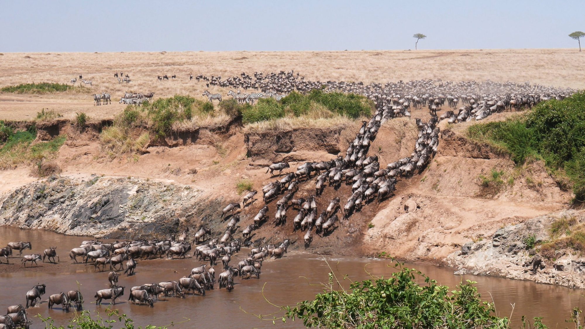 Safari della Grande Migrazione nel Maasai Mara