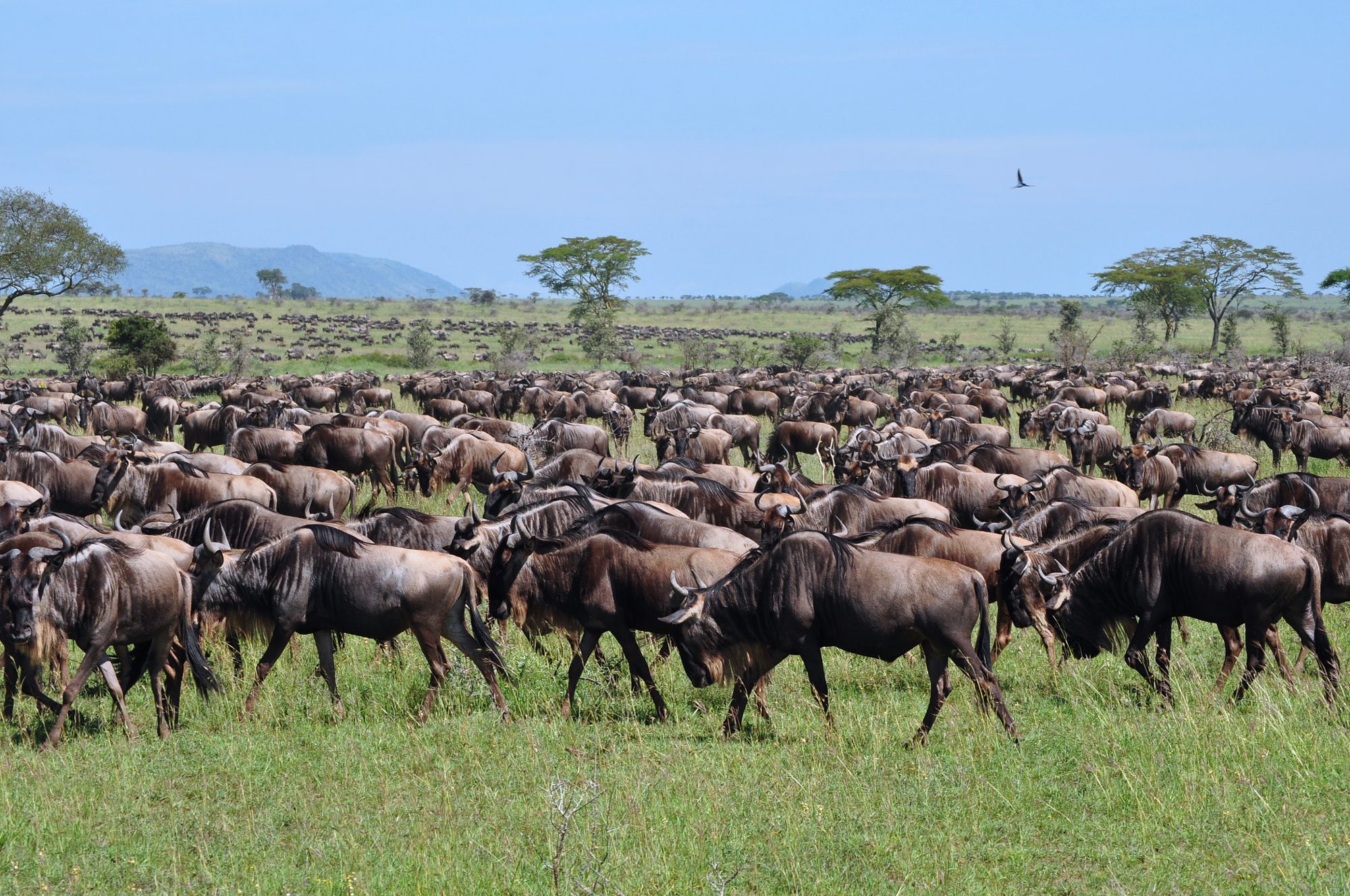 Safari de 8 Días en Tanzania: Tour de Migración y Cultura